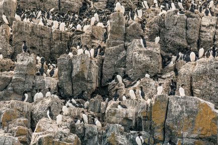 Pingouins au Phare de l'île du Pot à l'Eau de vie