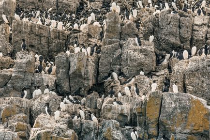 Pingouins au Phare du Pot à l'Eau-de-Vie, Société Duvetnor