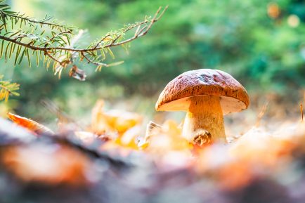 Le mycotourisme au Kamouraska