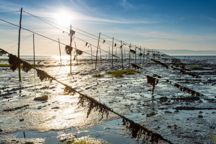Pêche à l'anguille, Kamouraska