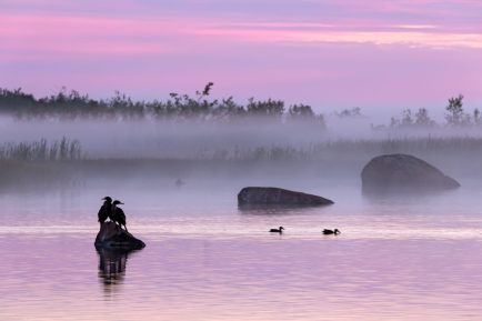Parc Kiskotuk, oiseaux marins au soleil couchant