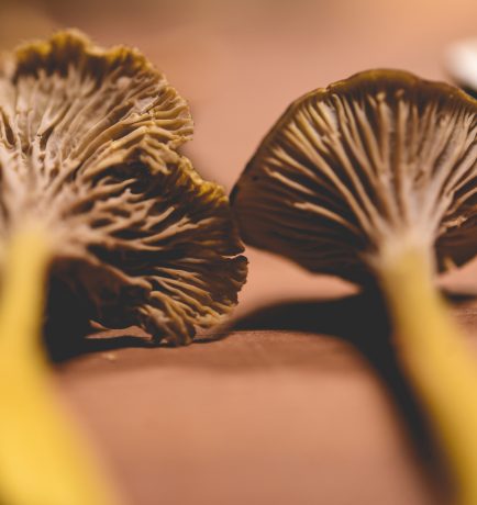 Festival du Champignon de Kamouraska